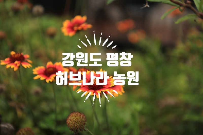 국내 여행지 추천 평창 가볼 만한 곳 흥정계곡 허브나라농원 나라 투어 원문 사진 11